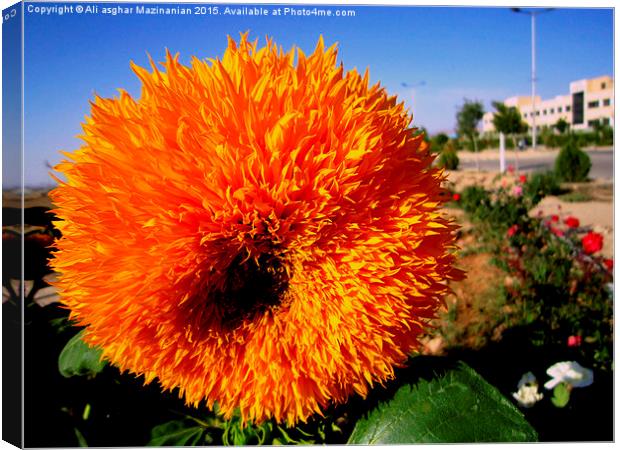  A flower with dazzling colors Canvas Print by Ali asghar Mazinanian