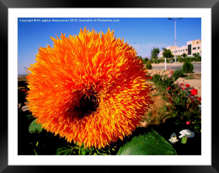  A flower with dazzling colors Framed Mounted Print by Ali asghar Mazinanian
