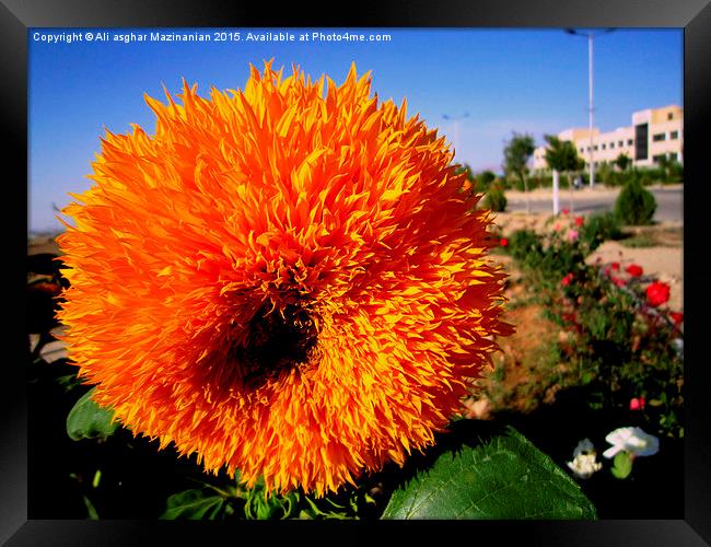  A flower with dazzling colors Framed Print by Ali asghar Mazinanian