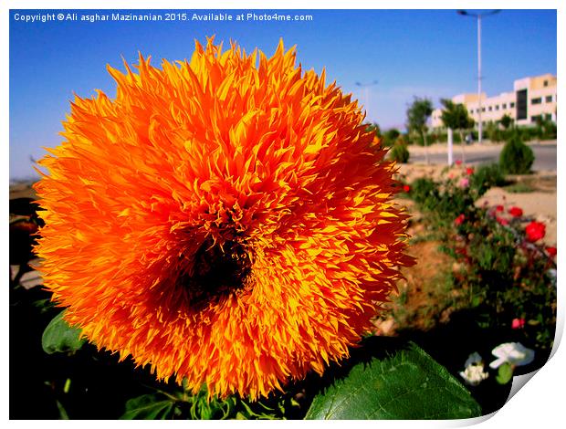  A flower with dazzling colors Print by Ali asghar Mazinanian