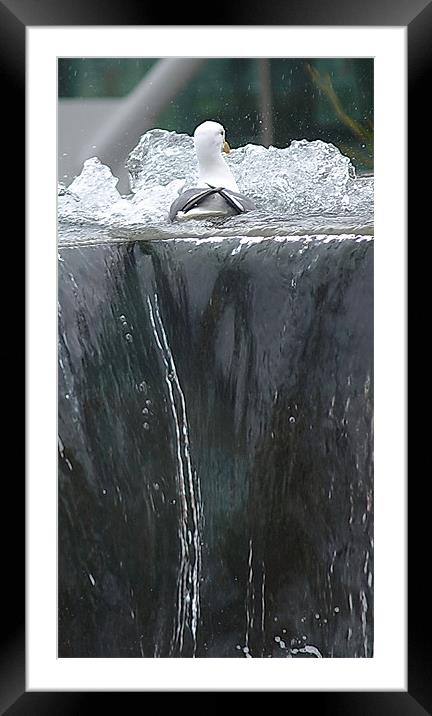 If I paddle fast enough... Framed Mounted Print by Patti Barrett