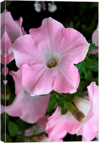  pink flower Canvas Print by Becky shorting