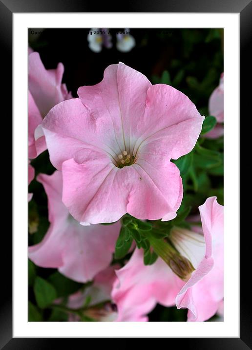  pink flower Framed Mounted Print by Becky shorting