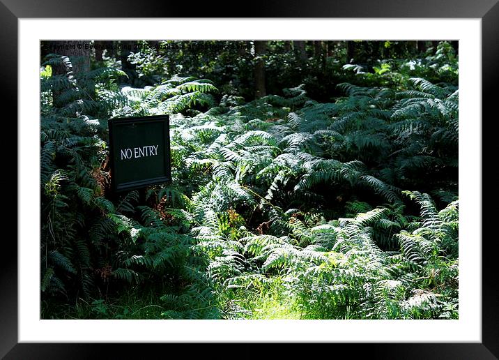  Sandringham woods Framed Mounted Print by Becky shorting