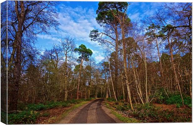  The track though the woods Canvas Print by Sue Bottomley