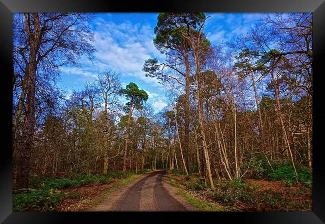  The track though the woods Framed Print by Sue Bottomley