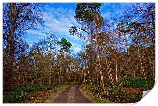  The track though the woods Print by Sue Bottomley