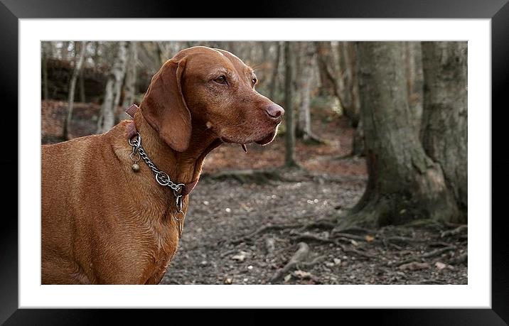 The  Vizsla Dog in the woods Framed Mounted Print by Sue Bottomley