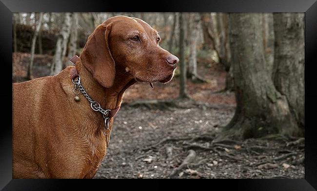The  Vizsla Dog in the woods Framed Print by Sue Bottomley