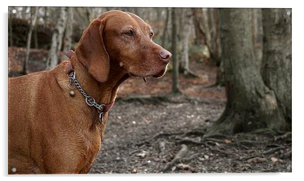 The  Vizsla Dog in the woods Acrylic by Sue Bottomley