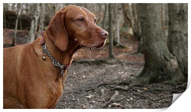 The  Vizsla Dog in the woods Print by Sue Bottomley