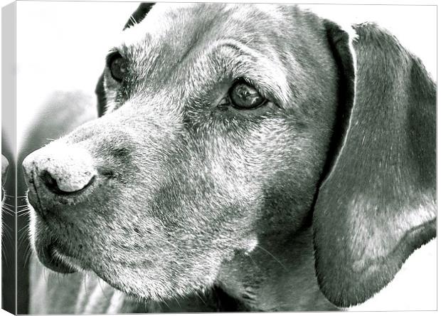 Vizsla Dog in Black and White  Canvas Print by Sue Bottomley