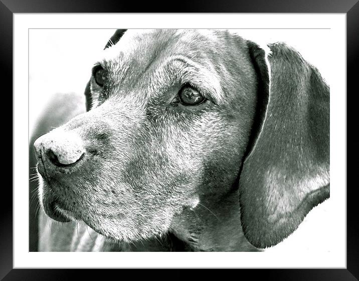 Vizsla Dog in Black and White  Framed Mounted Print by Sue Bottomley