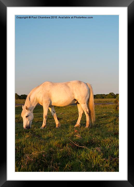 Pony in the New Forest Framed Mounted Print by Paul Chambers
