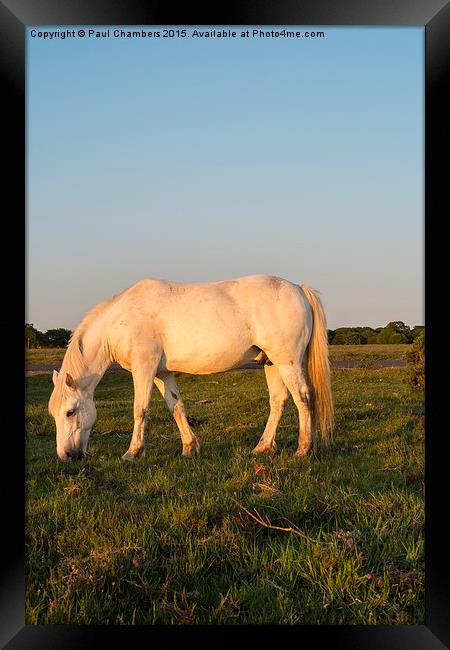  Pony in the New Forest Framed Print by Paul Chambers