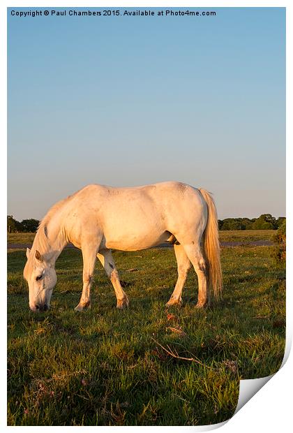  Pony in the New Forest Print by Paul Chambers