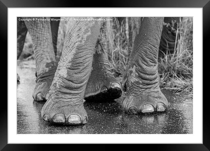  Elephants feet Framed Mounted Print by Petronella Wiegman