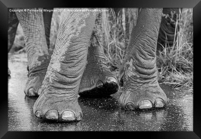  Elephants feet Framed Print by Petronella Wiegman
