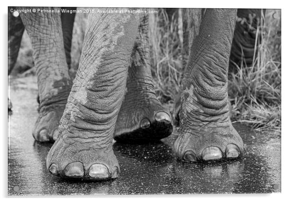  Elephants feet Acrylic by Petronella Wiegman