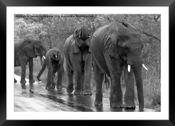  Elephants Framed Mounted Print by Petronella Wiegman