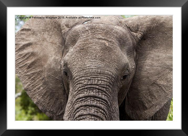  Elephant Framed Mounted Print by Petronella Wiegman