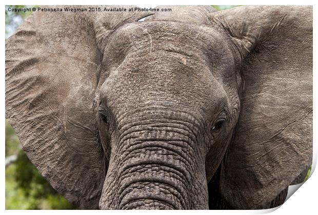  Elephant Print by Petronella Wiegman