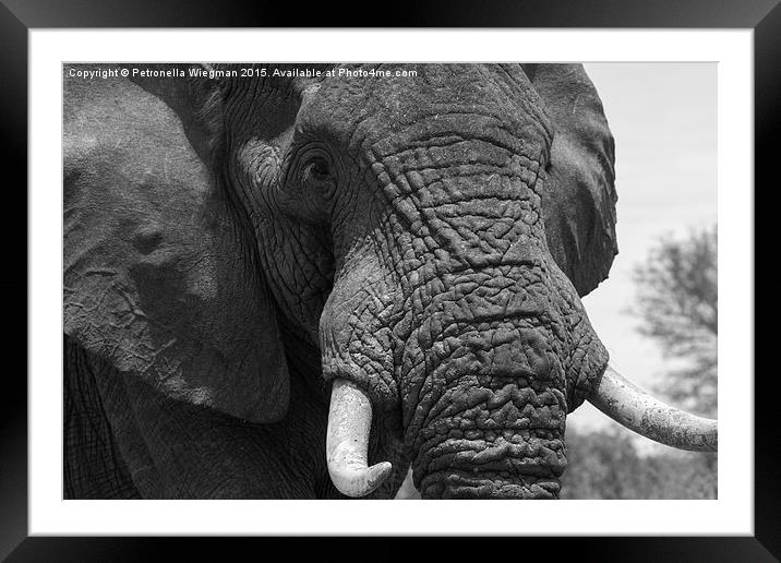  Elephant Framed Mounted Print by Petronella Wiegman