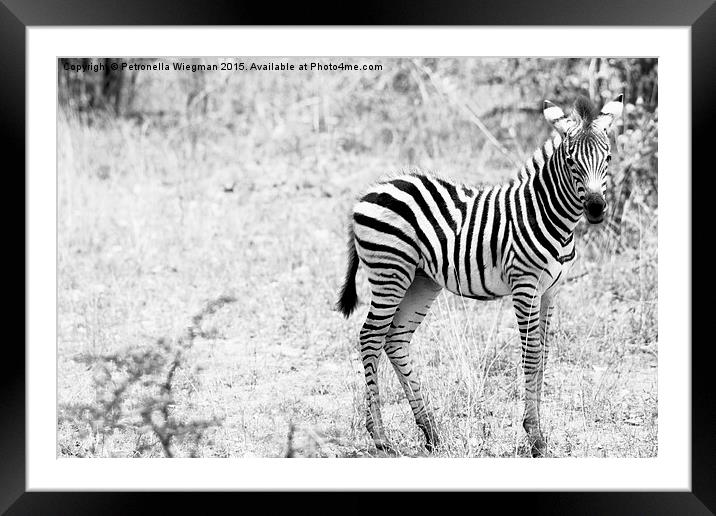 Zebra baby Framed Mounted Print by Petronella Wiegman
