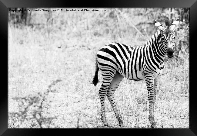 Zebra baby Framed Print by Petronella Wiegman