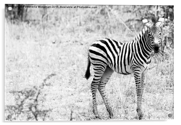 Zebra baby Acrylic by Petronella Wiegman