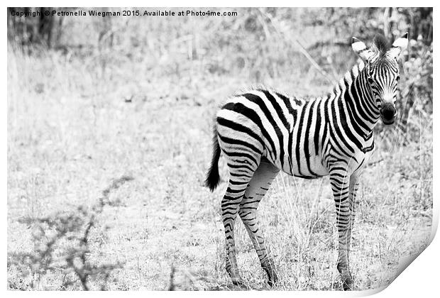 Zebra baby Print by Petronella Wiegman