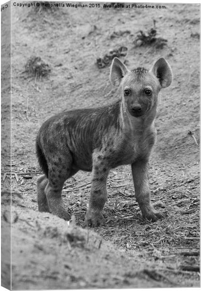  Hyena baby Canvas Print by Petronella Wiegman
