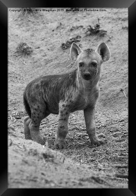  Hyena baby Framed Print by Petronella Wiegman