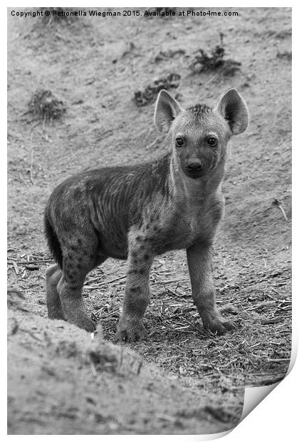  Hyena baby Print by Petronella Wiegman