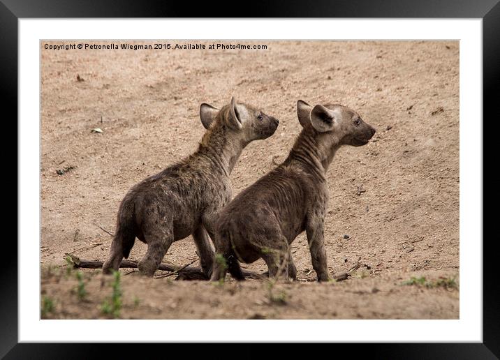  Hyena baby's Framed Mounted Print by Petronella Wiegman