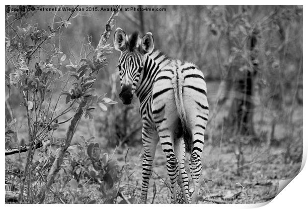 Zebra baby Print by Petronella Wiegman