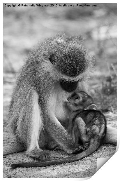 Vervet Monkey baby   Print by Petronella Wiegman