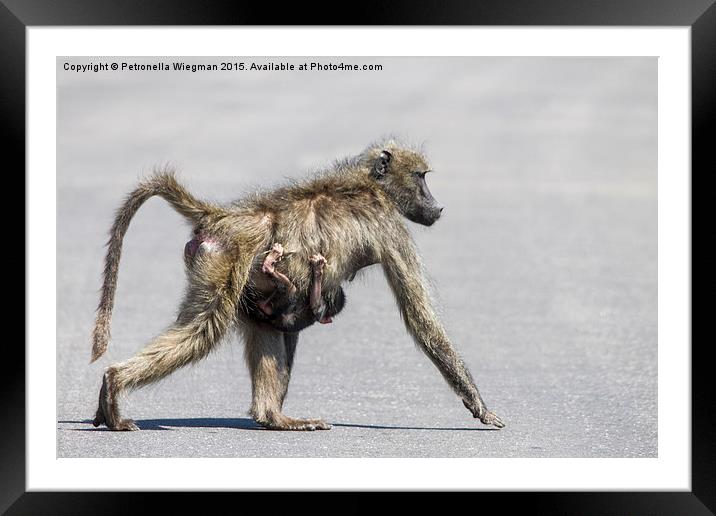  Baboon mom and baby Framed Mounted Print by Petronella Wiegman