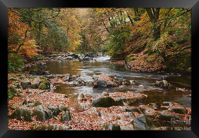 Autumnal trees and leaves along the River Esk. Esk Framed Print by Liam Grant