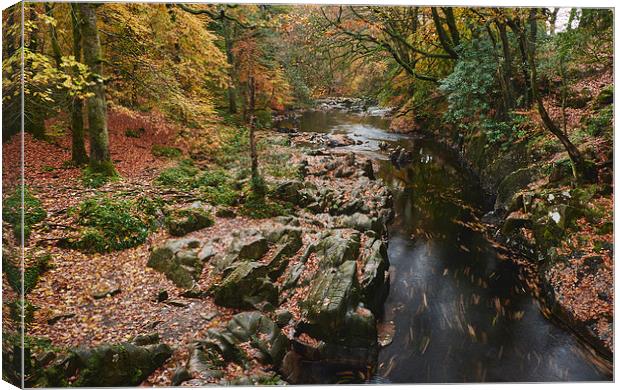 Autumnal trees and leaves along the River Esk. Esk Canvas Print by Liam Grant