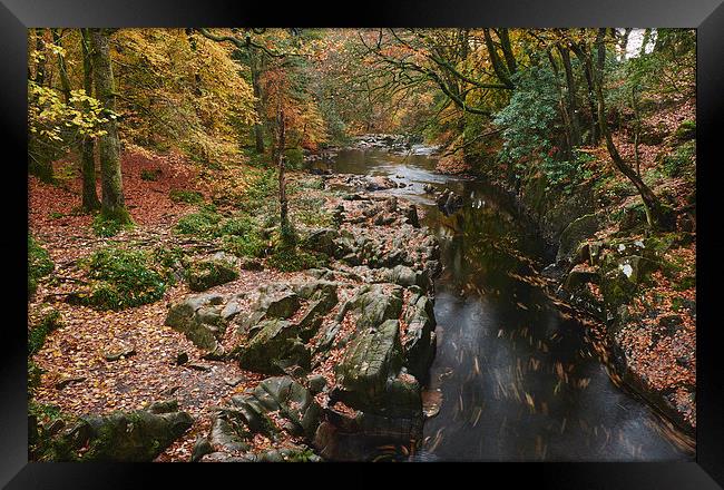 Autumnal trees and leaves along the River Esk. Esk Framed Print by Liam Grant