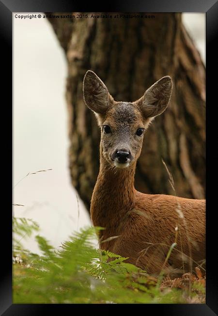  PEEK A BOO Framed Print by andrew saxton