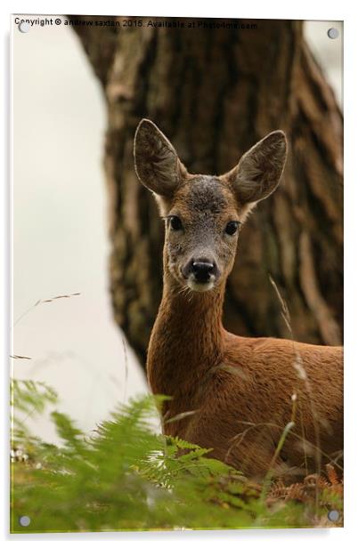  PEEK A BOO Acrylic by andrew saxton