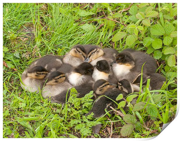 Ducklings Print by Victor Burnside