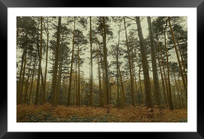 Woods the light though the trees Framed Mounted Print by Sue Bottomley