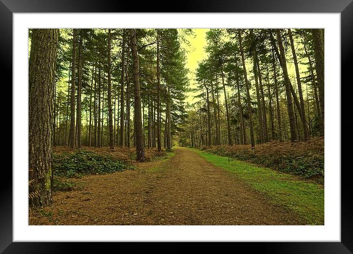 Pathway though the woods  Framed Mounted Print by Sue Bottomley