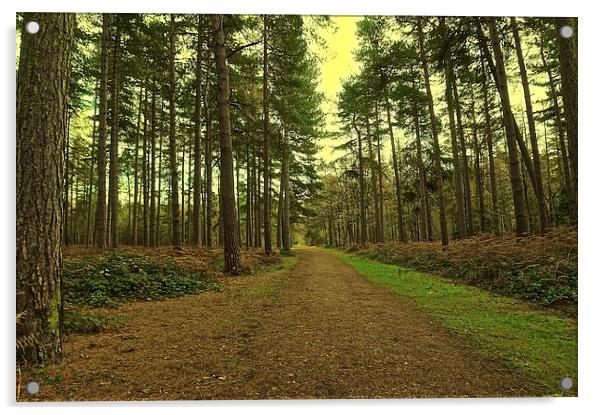 Pathway though the woods  Acrylic by Sue Bottomley