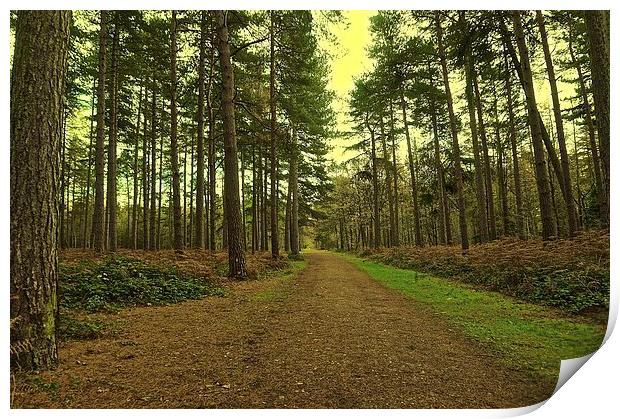 Pathway though the woods  Print by Sue Bottomley