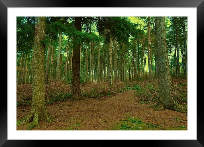 Walk though the woods Framed Mounted Print by Sue Bottomley