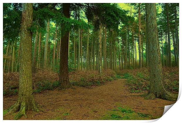  Walk though the woods Print by Sue Bottomley